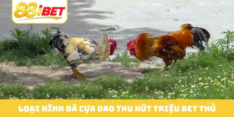 Loại hình đá cựa dao thu hút triệu bet thủ