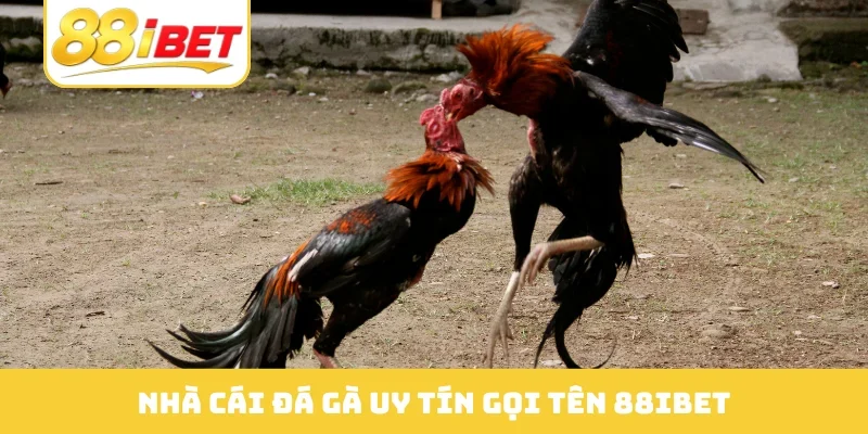 Nhà cái đá gà uy tín gọi tên 88IBET