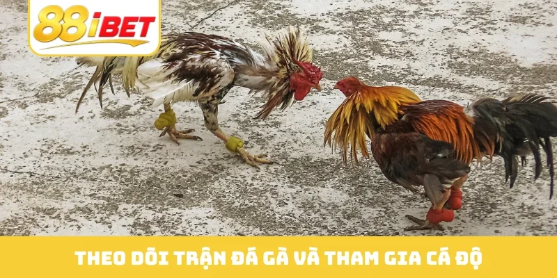 Theo dõi trận đá gà và tham gia cá độ