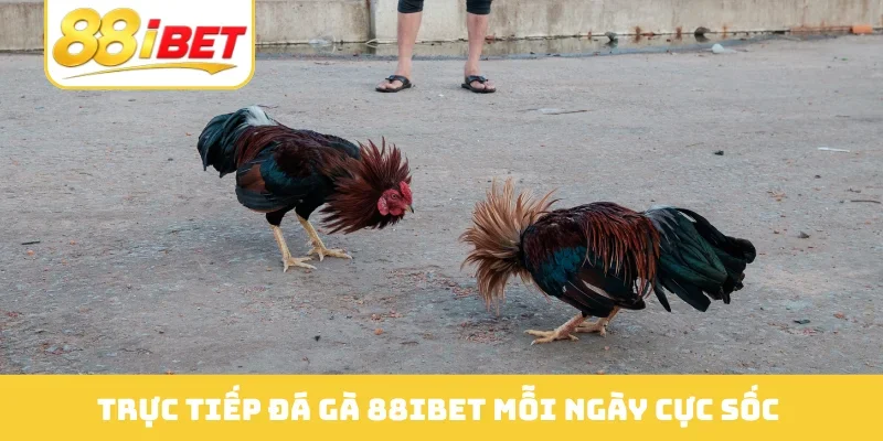 Trực tiếp đá gà 88IBET mỗi ngày cực sốc