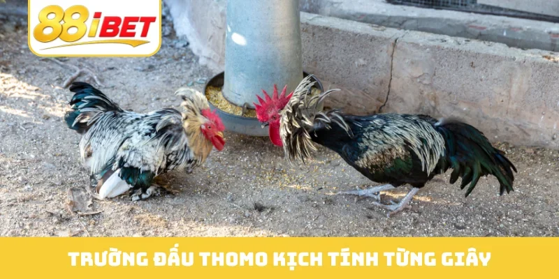Trường đấu Thomo kịch tính từng giây